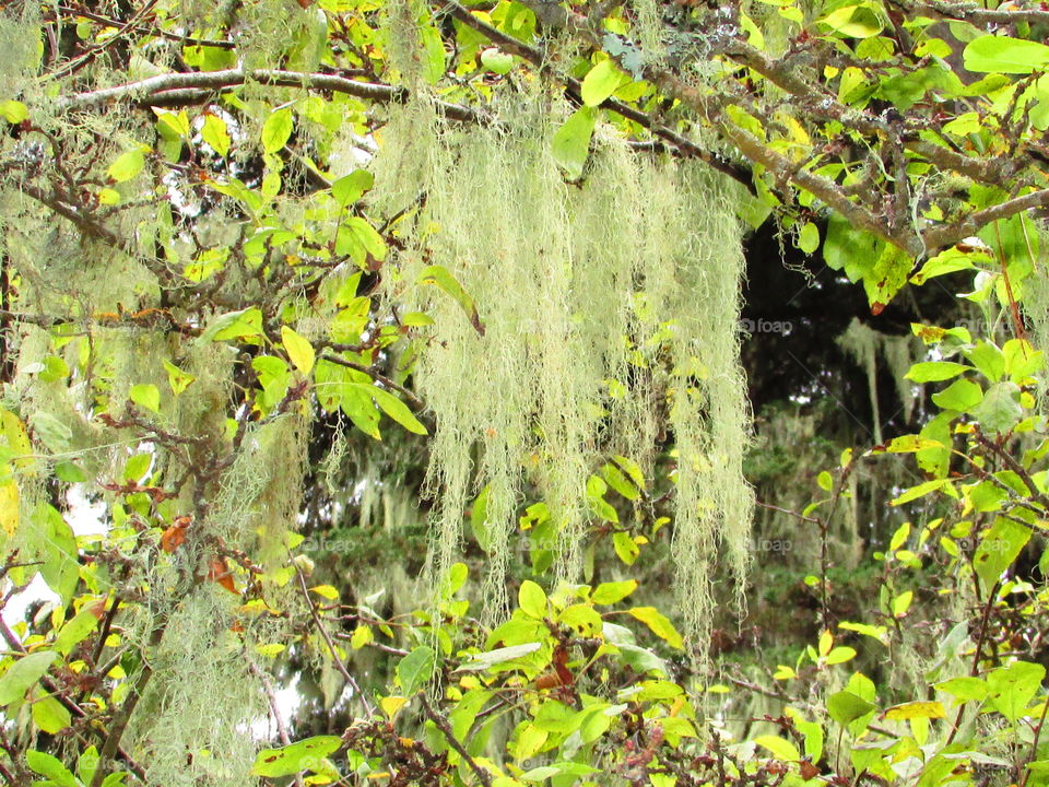 tree Moss