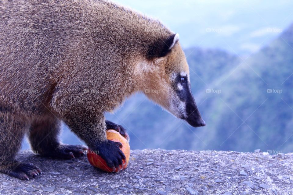 raccoon eating apple