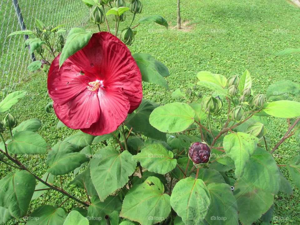 Brick red flower