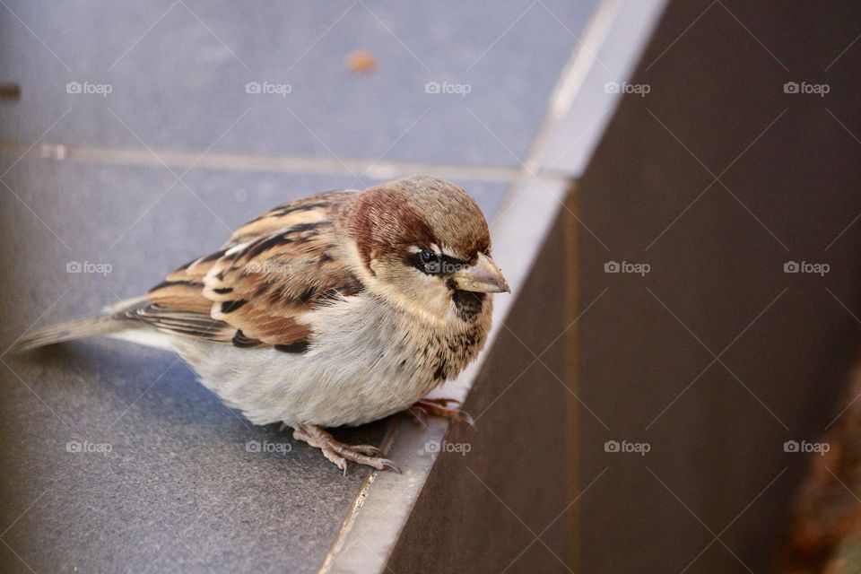 Lone sparrow sitting on ledge closeup with room for text or copy