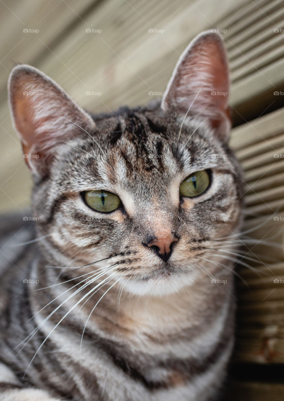 Grey and brown tabby cat 