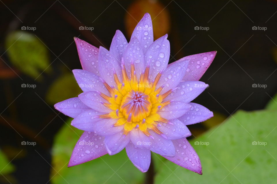 Close up photography of a lotus flower 