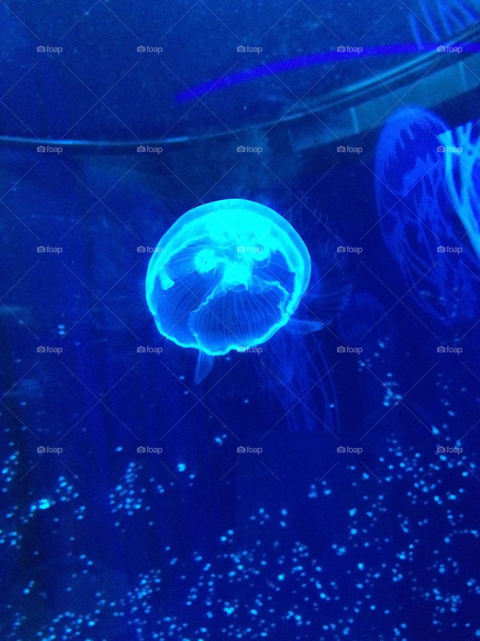 Jellyfish in ultra violet light