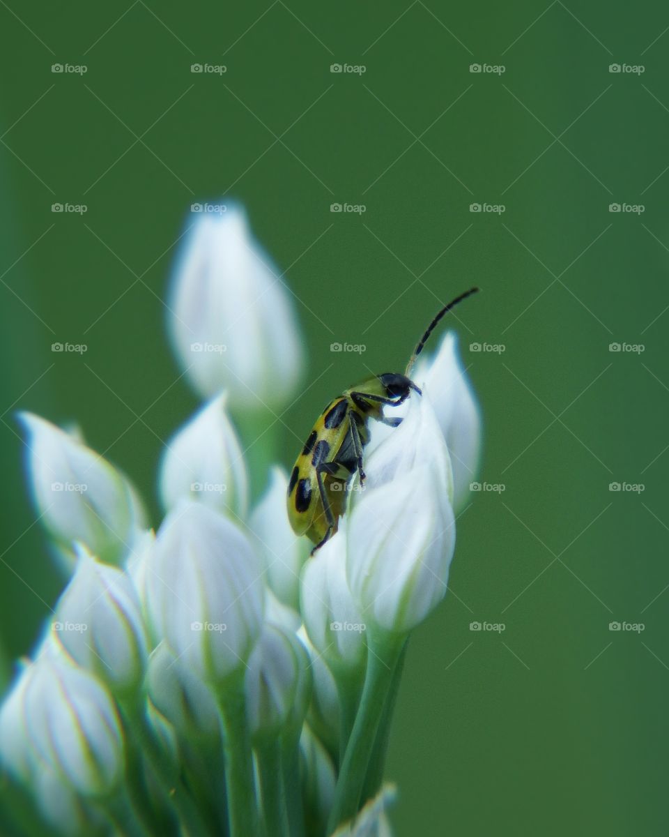 little green beetle on white flowers. Marco soft green background 3