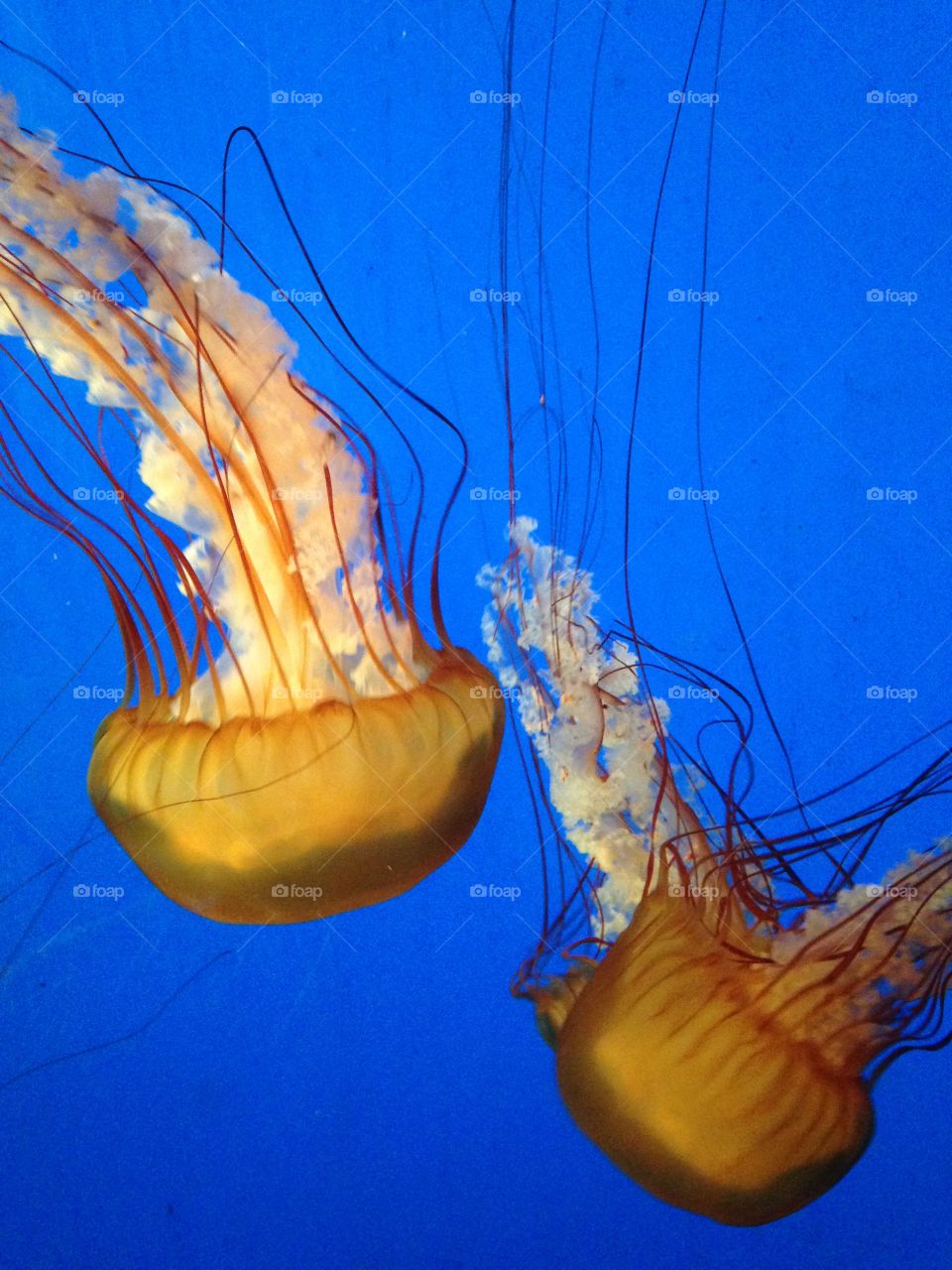 Jellyfish at aquarium 