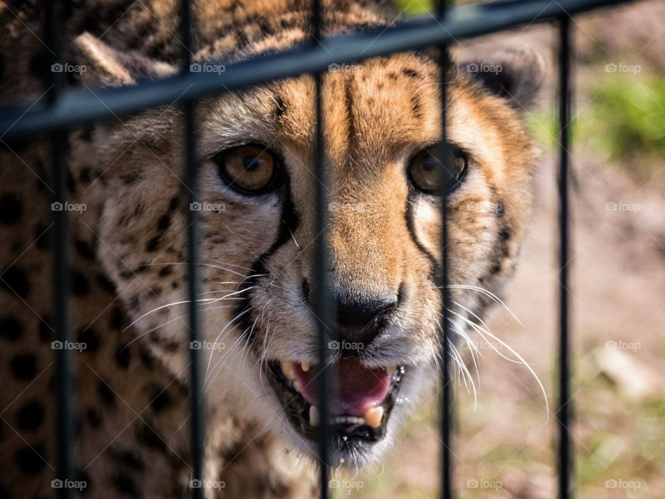 Grumpy cheetah. A cheetah behind a fence