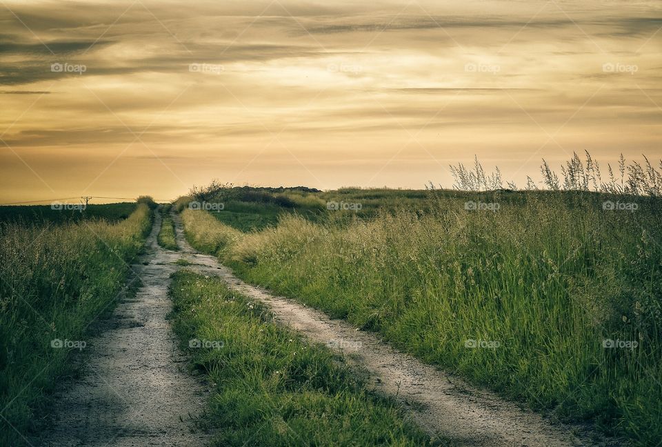 Scenic view of footpath in meadow