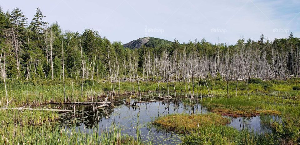 Maine beaver pond with mountain
