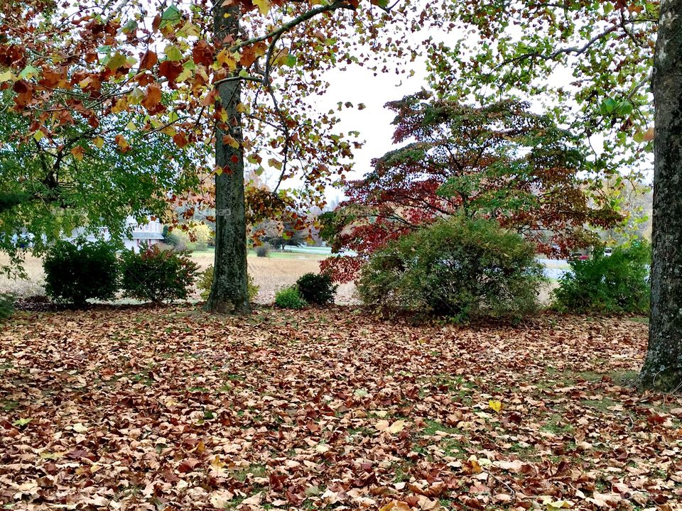 Fall yard