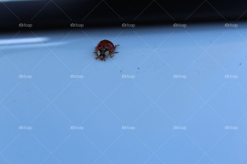 ladybug