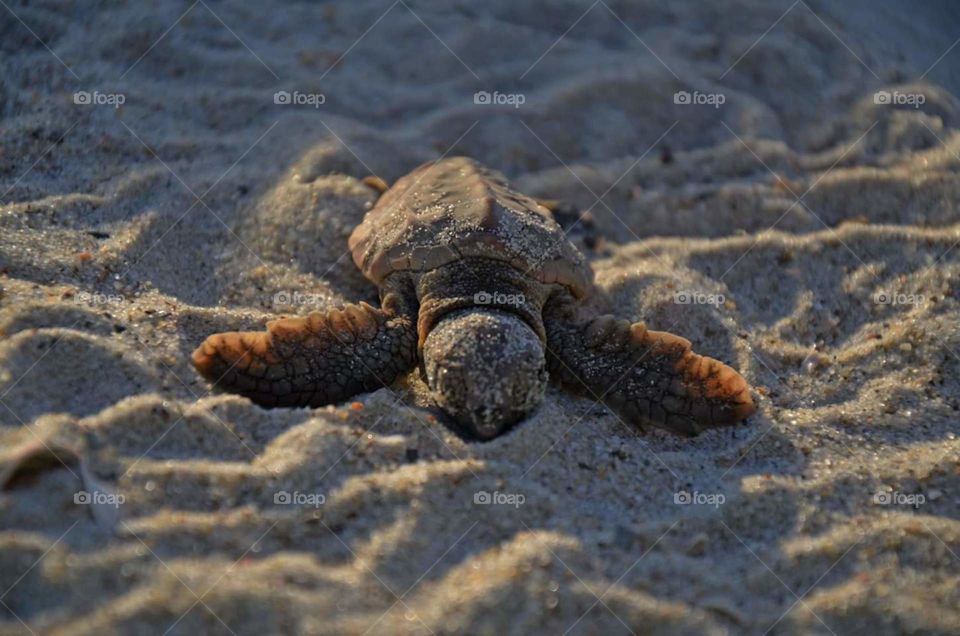 baby turtle making its way tothe ocean