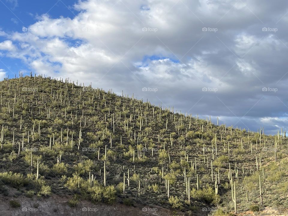 Field of cactus on lush green mountainside 