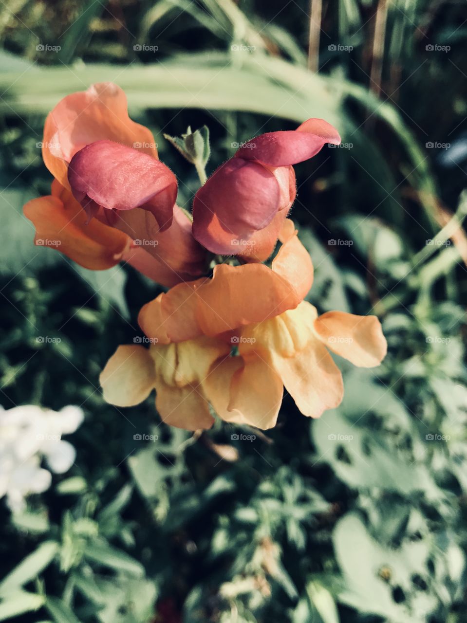 Flame colored flowers that were too gorgeous not to take a picture of! 