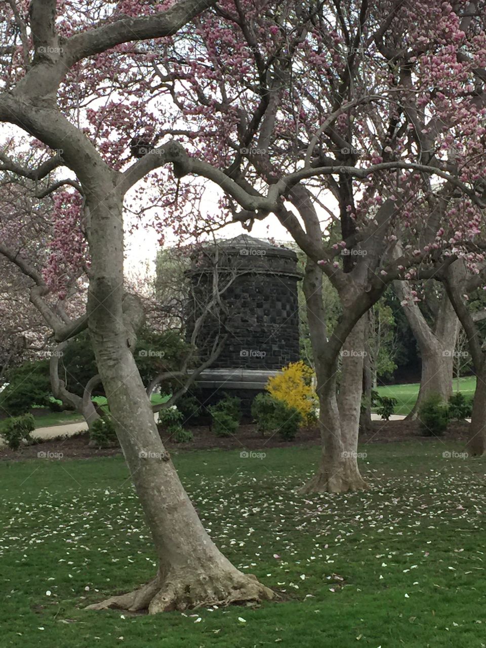 Capitol Grounds. Small structure next to cherry blossoms on the grounds of the U.S. Capitol