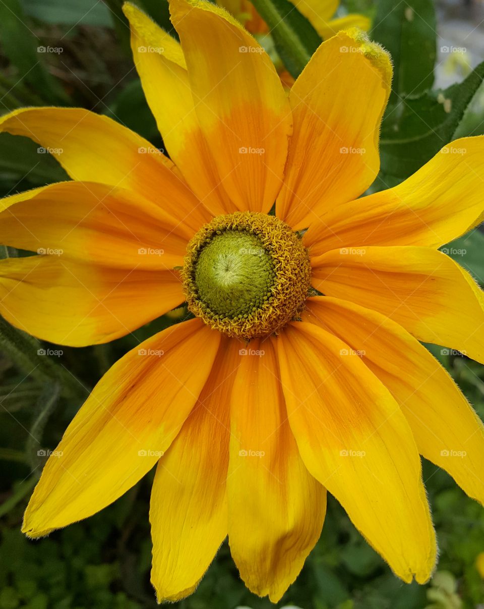 yellow flower