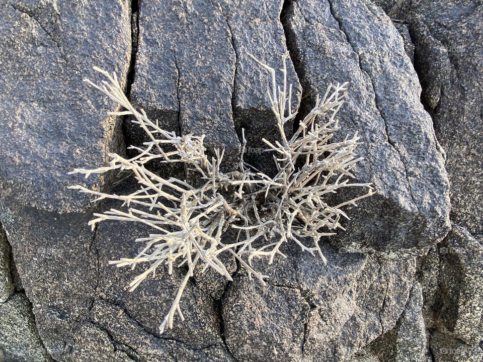 amazing trip with my family in the eid , city taif ,desert herbal 