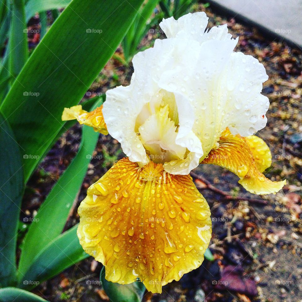 Golden iris