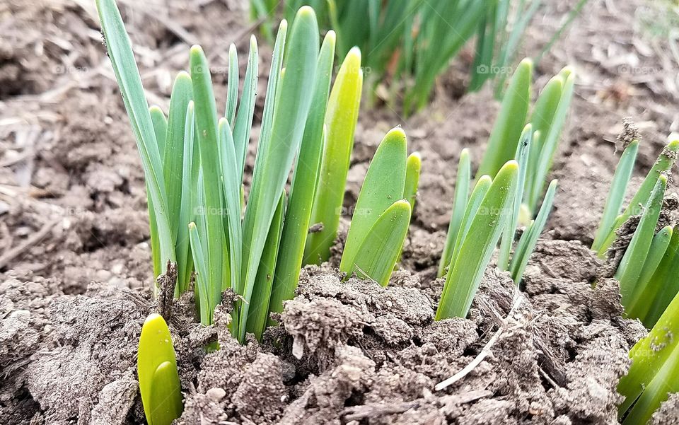 spring flower breaking thru