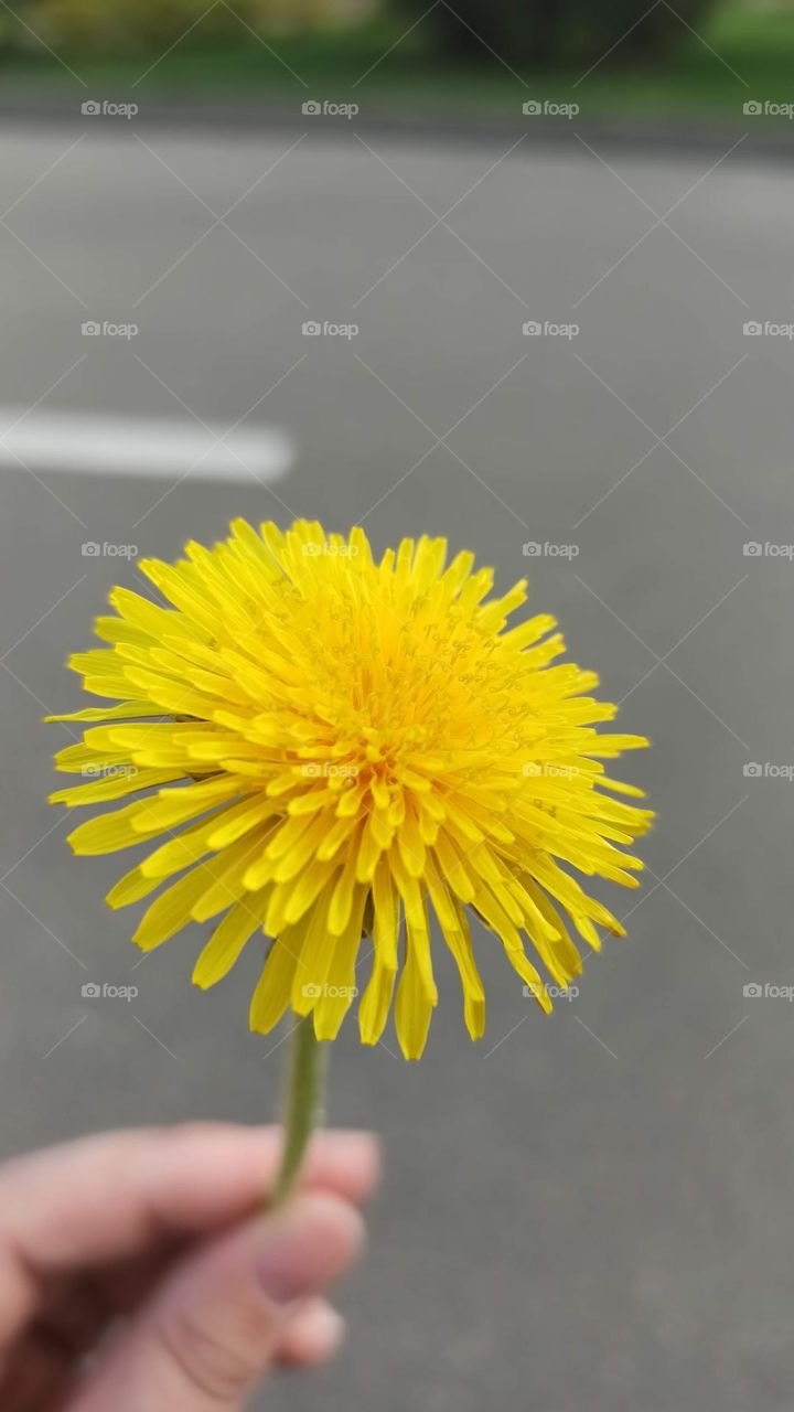 dandelion