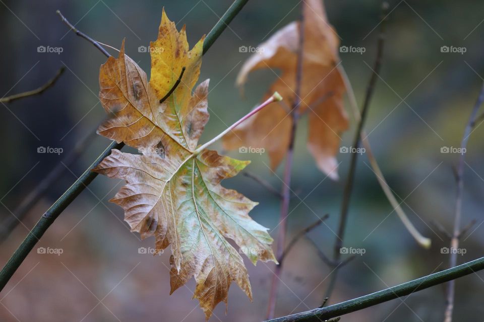 Fallen leaves 