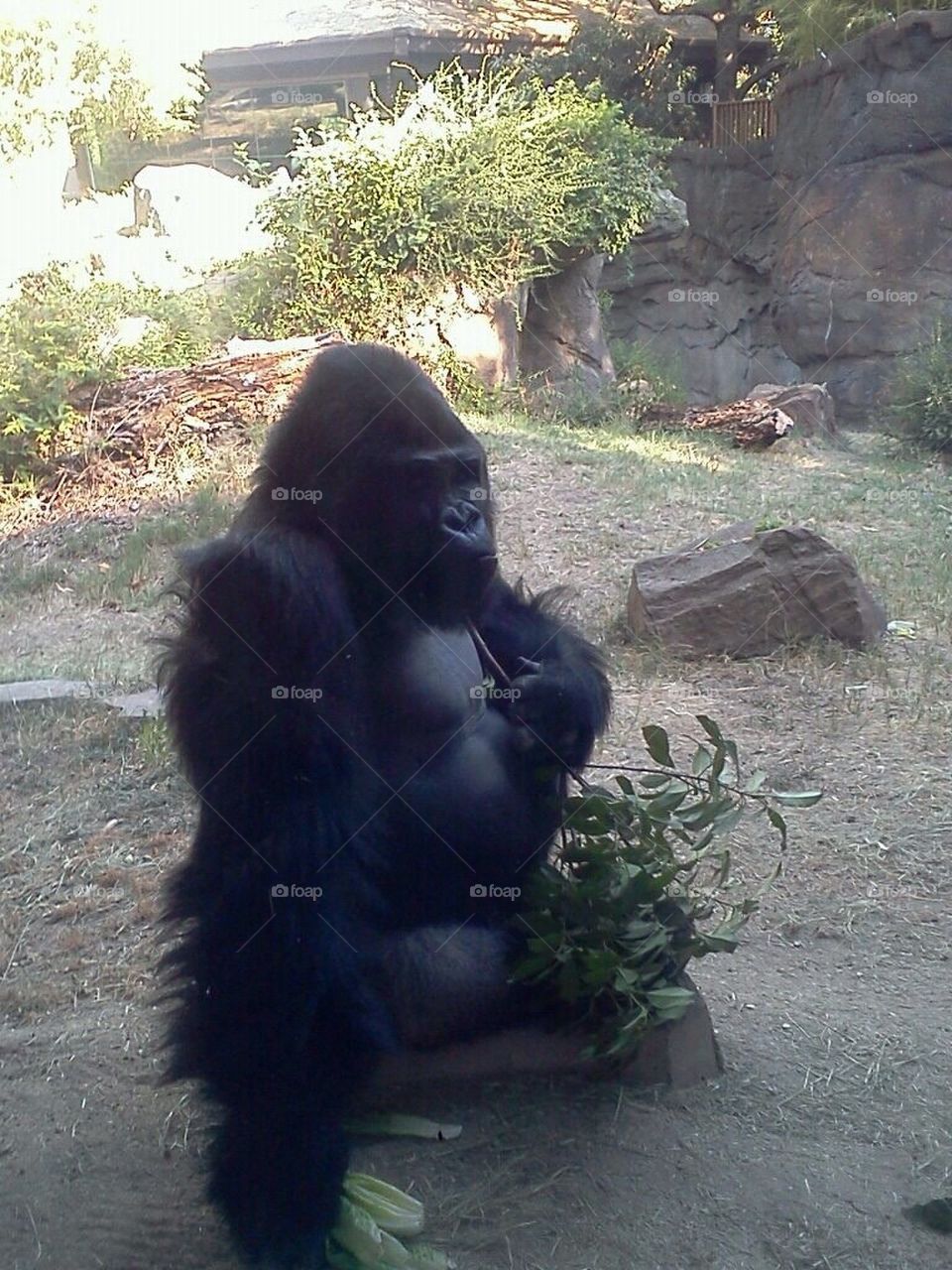 Gorilla 