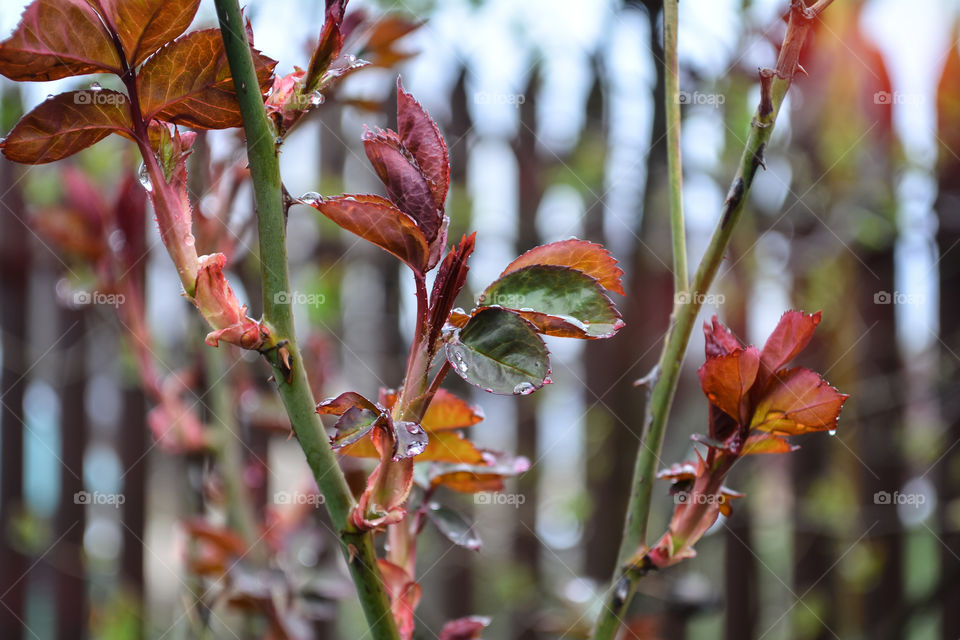Spring rose flower bloom its leaves of characteristic color