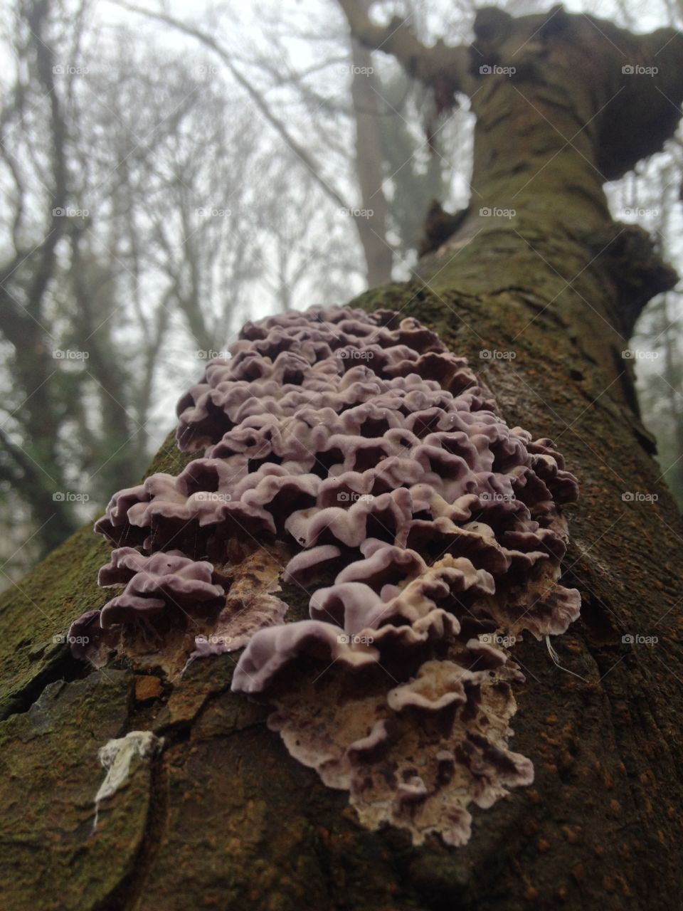 Interesting looking fungus 