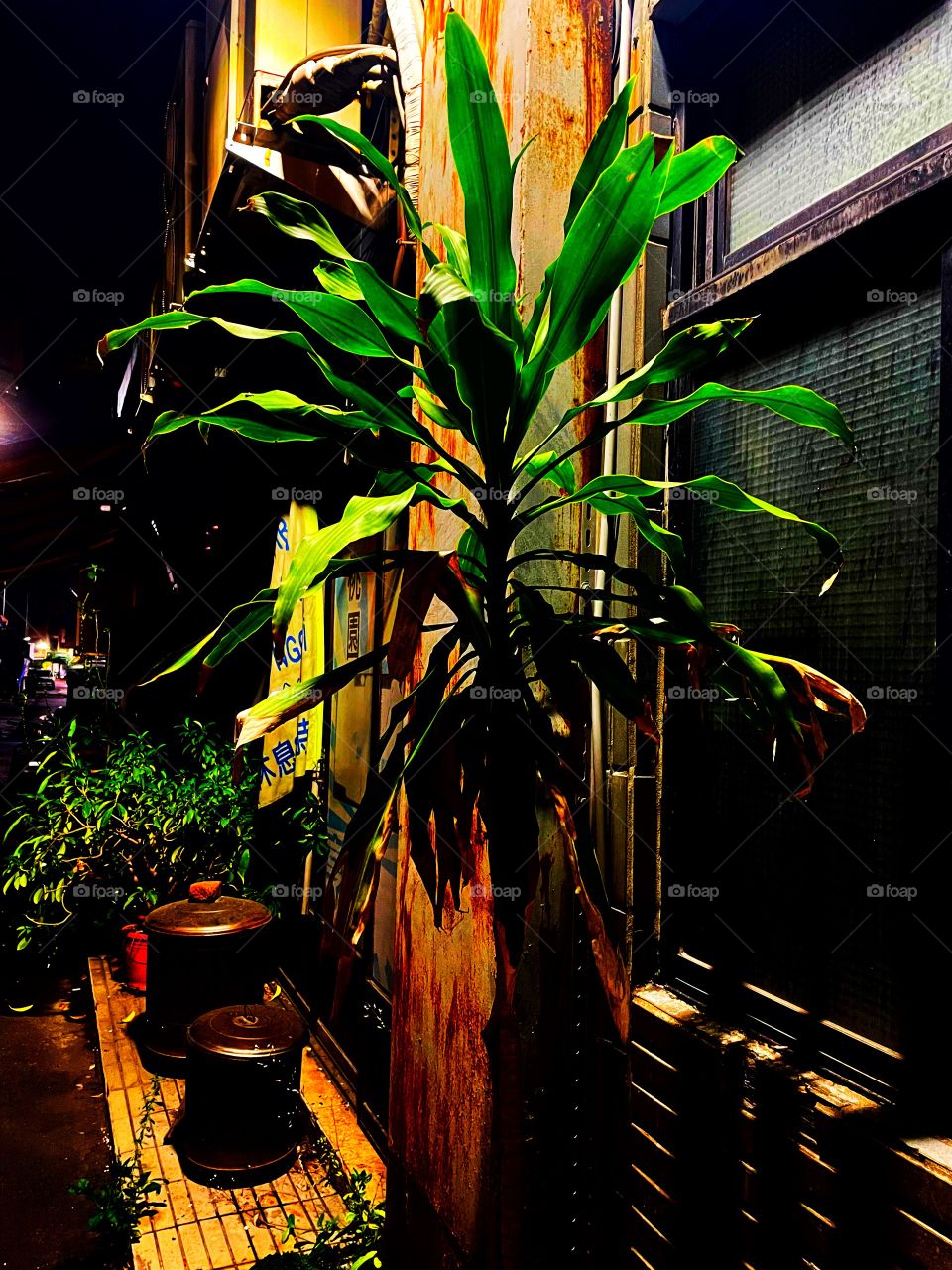 A tall plant ominously stands against a dirty wall, in a long black ally. The plant is as tall as a person. In the background are more plants, and a building.