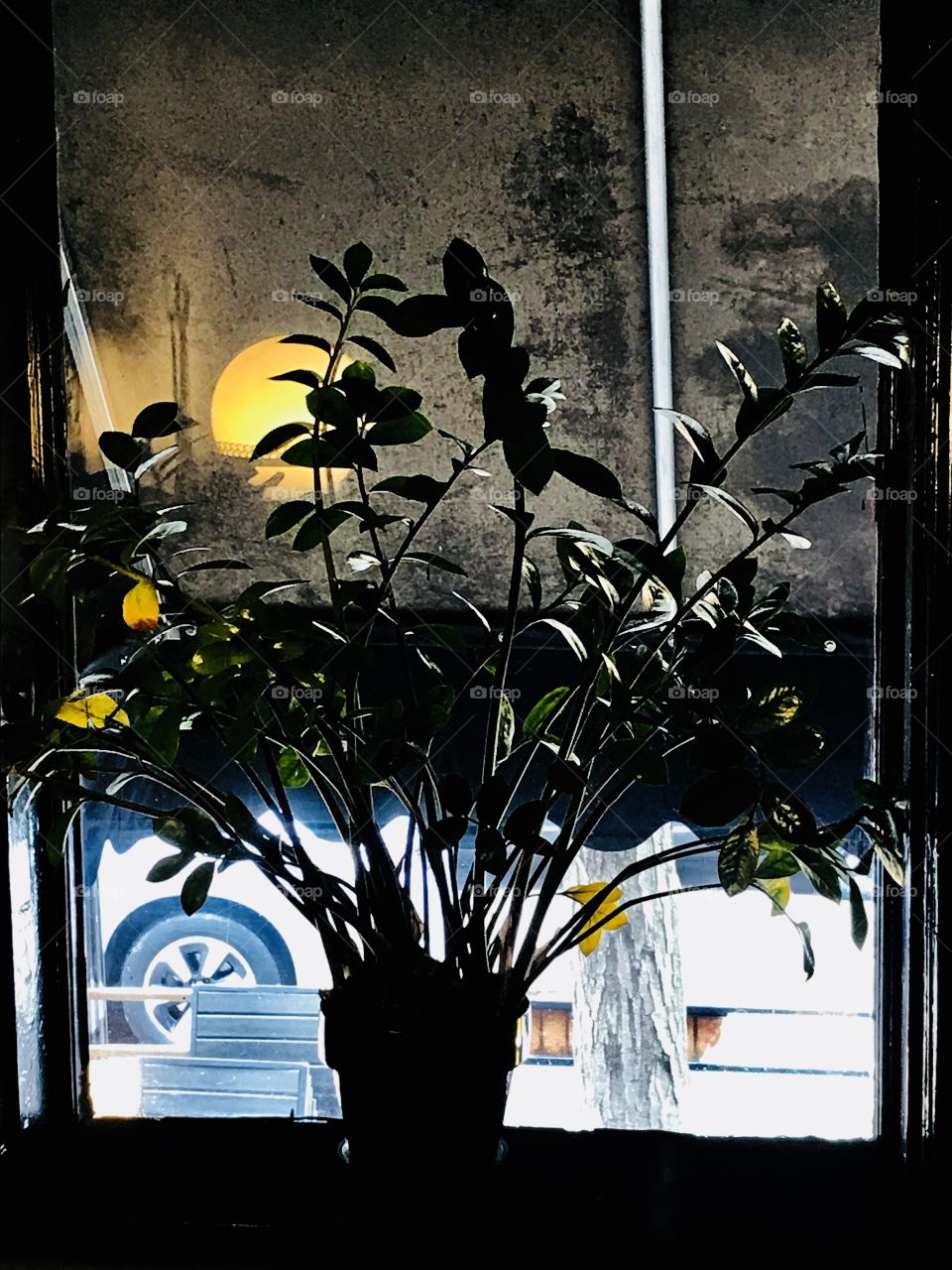 Plant Silhouette 