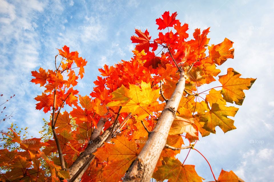 Colorful autumn in Almaty park ,Kazakhstan 