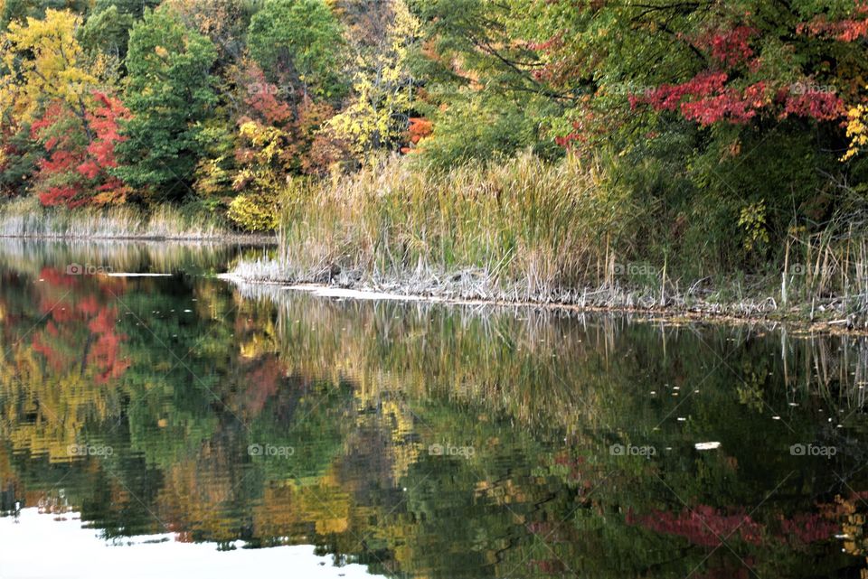Tree Reflection On Lake