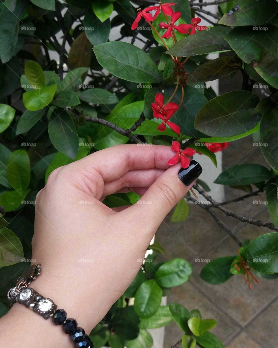 A delicadeza da florzinha vermelha do meu jardim...