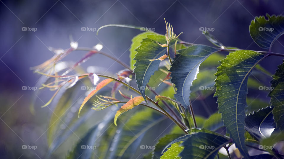 New leaves - a sign of change, growth, a better world.