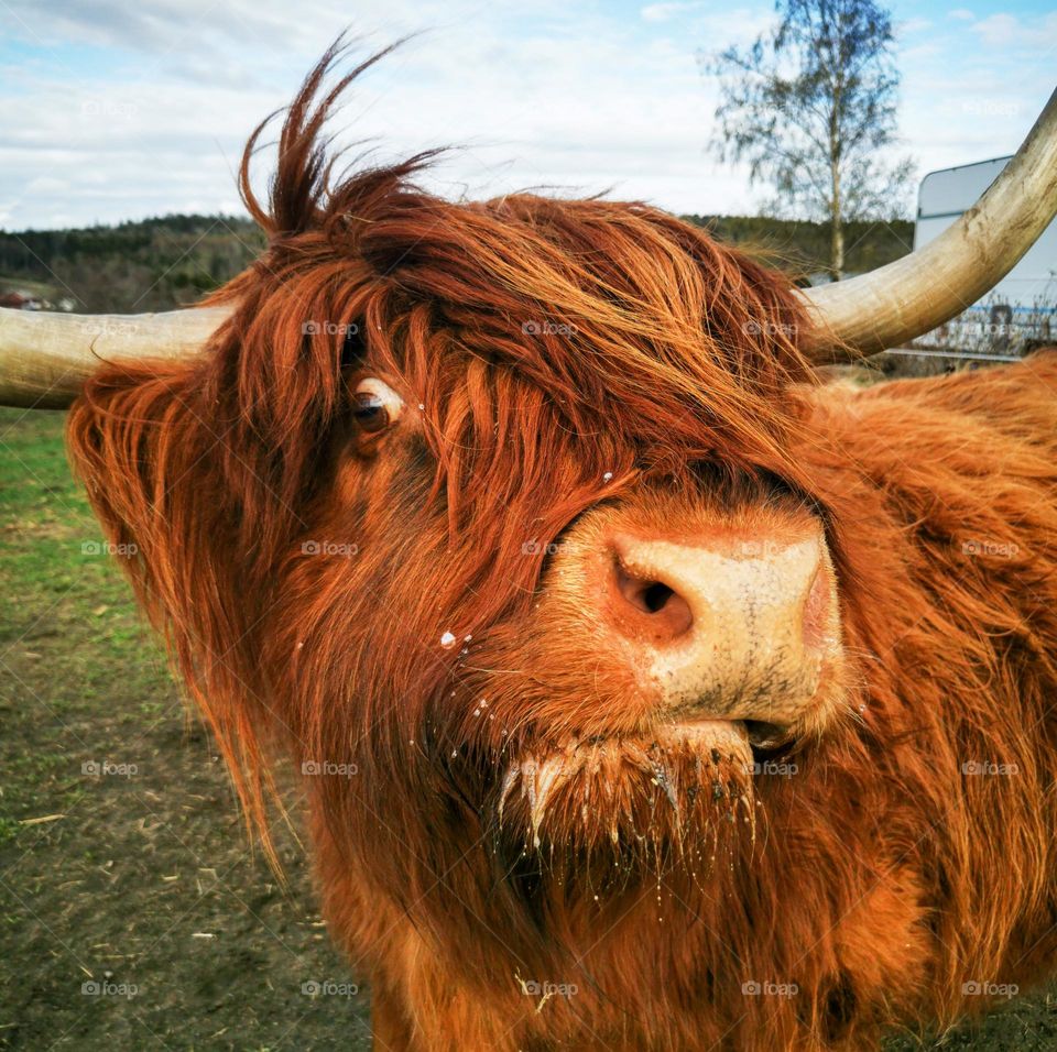 Springtime.I visit this scottis HIGHLANDSFE today and this one came to me and gave me this look .;)
Looks alittle spookey ,but its spring and they enjoyed the time in the sun after two days with Rain.