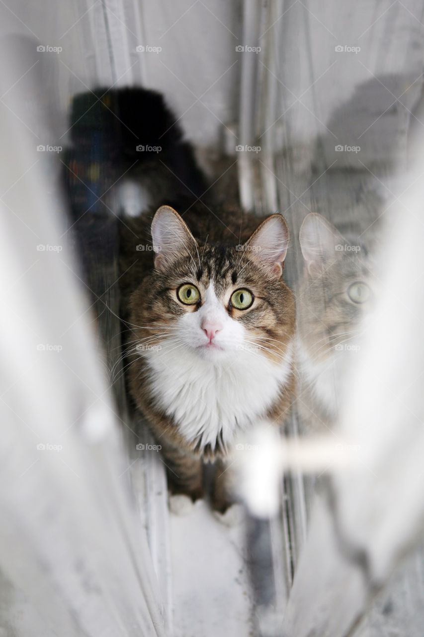 Cat Looking towards camera with its beautiful eyes 