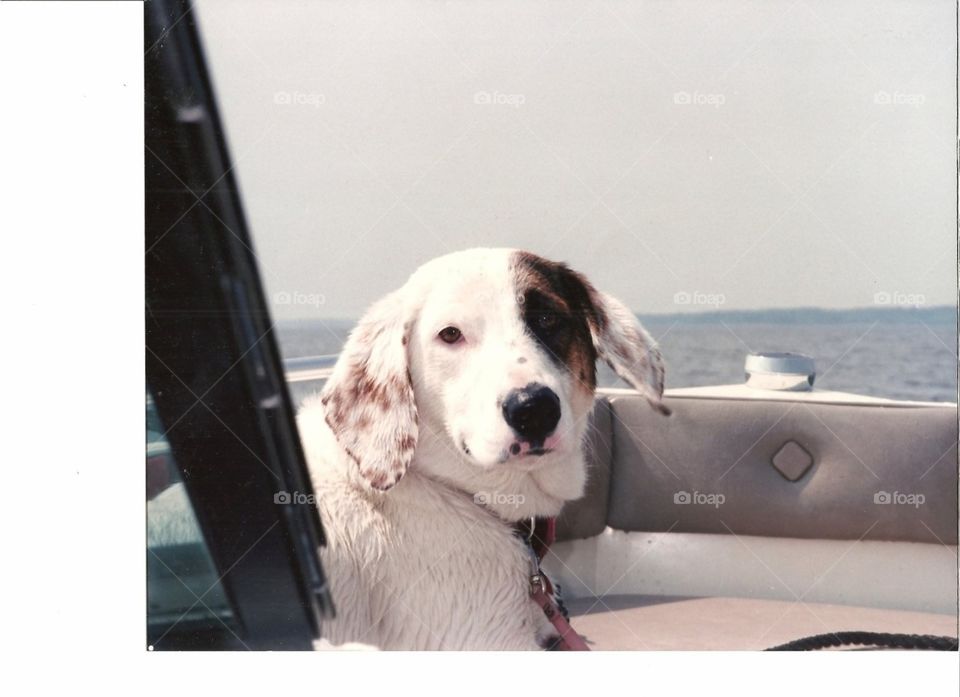 Boat ride with Buttercup