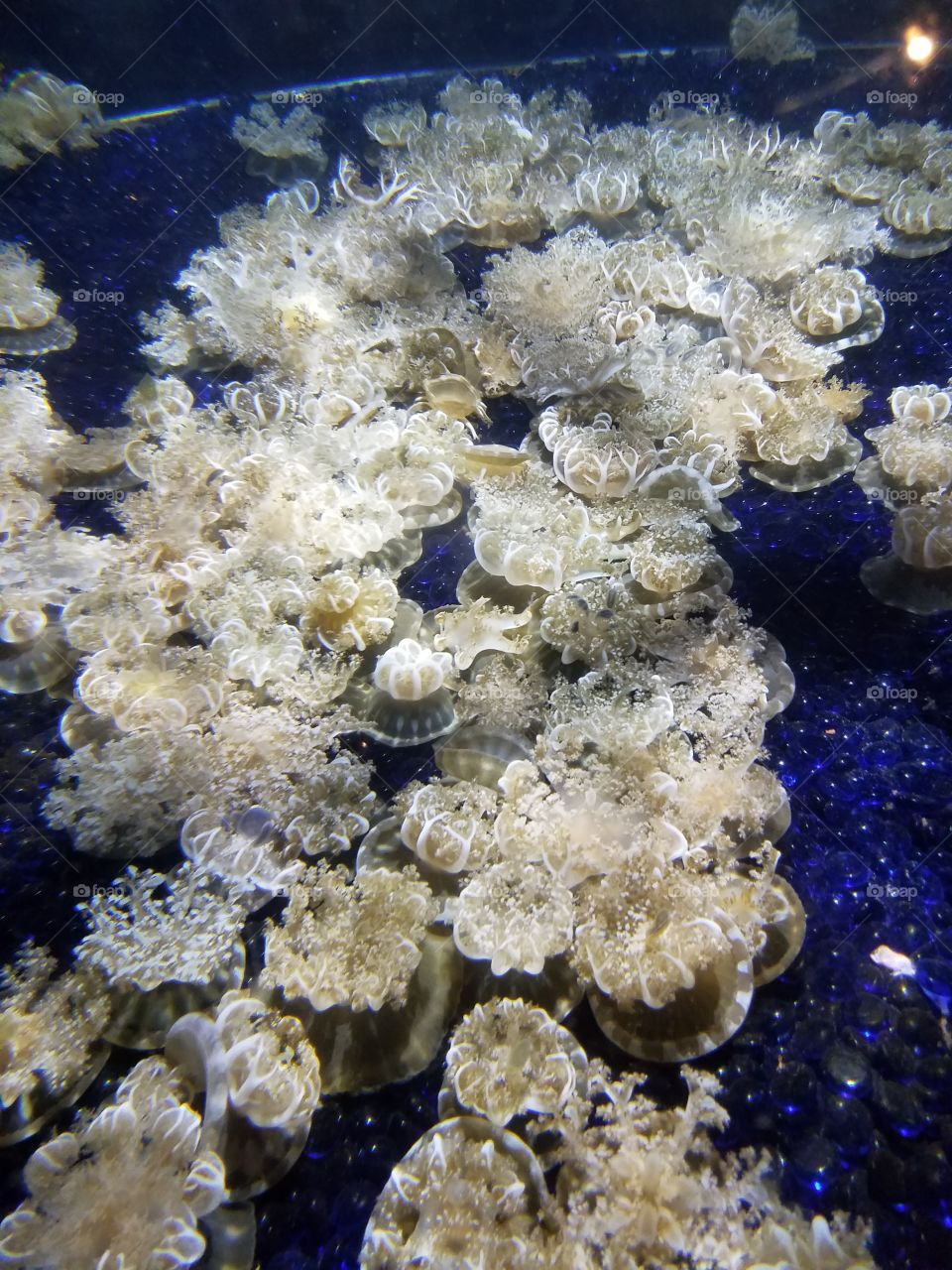 Upside Down Jellyfish at Tennessee Aquarium