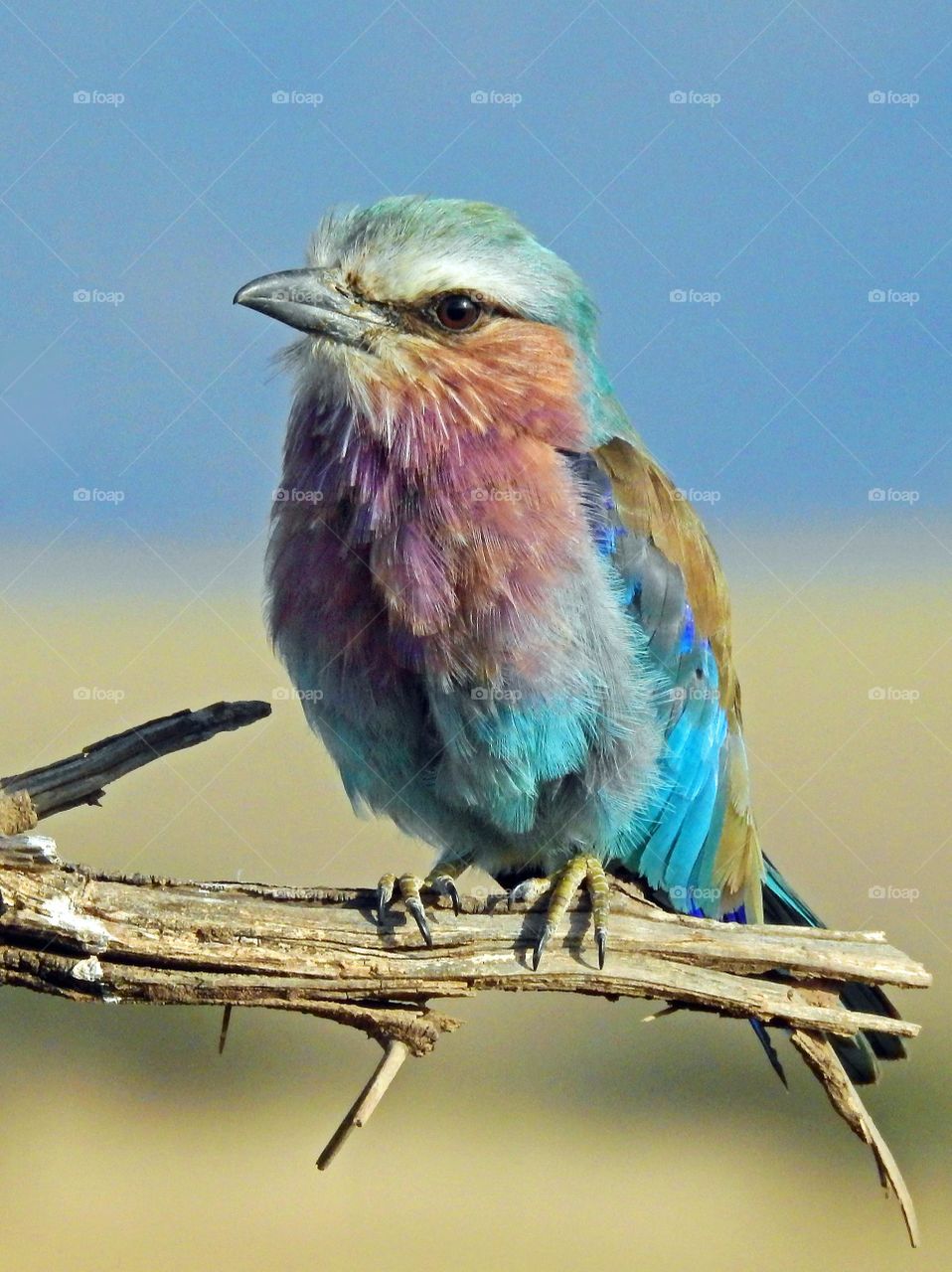 Focus on camera by multi coloured bird
