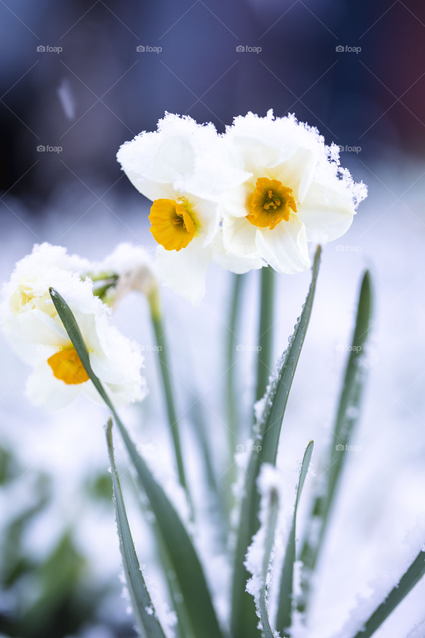A moody portrait of daffodils in a snowy landscape. the flowers are also covered in some snow.