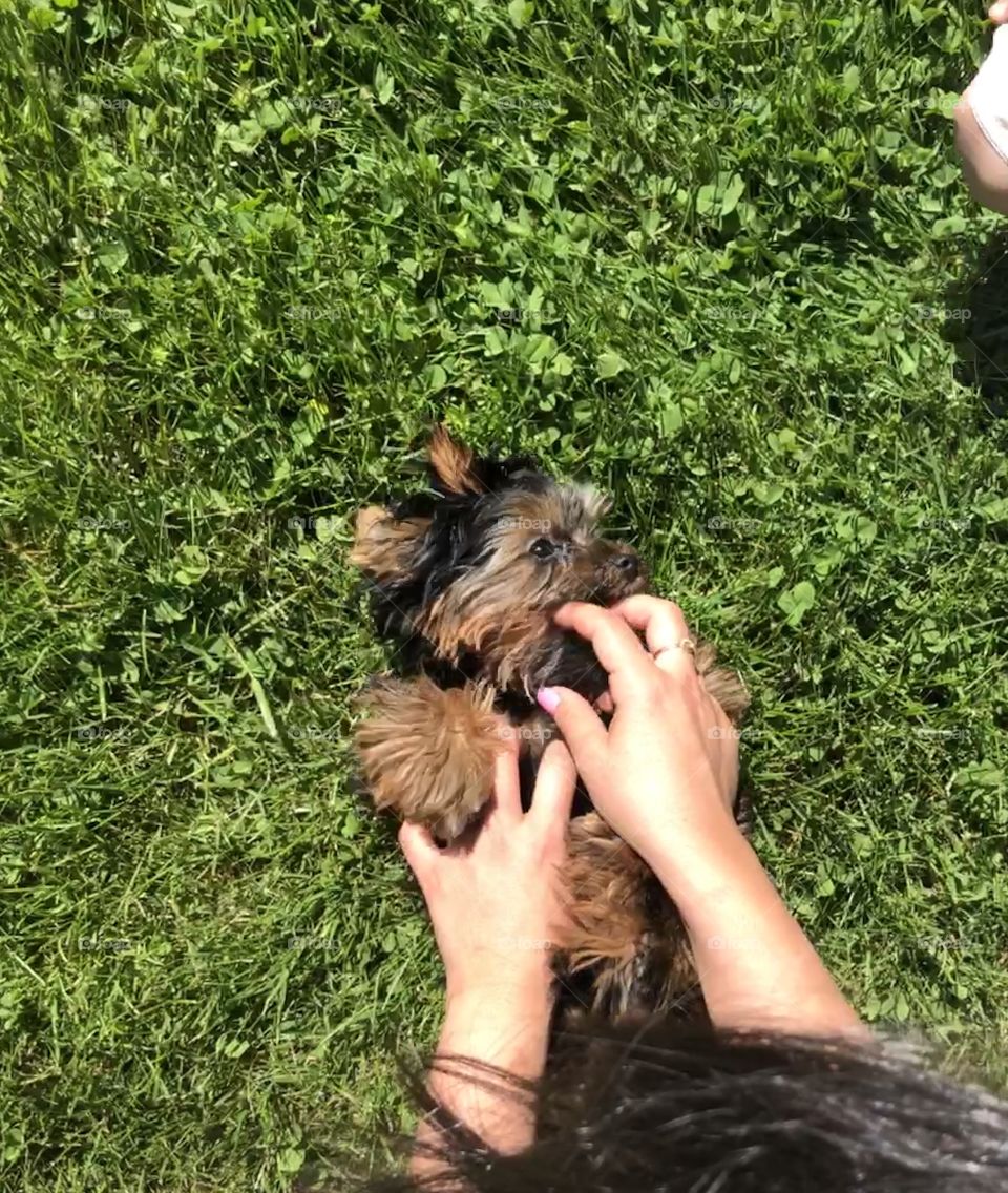 Playing with a teething puppy