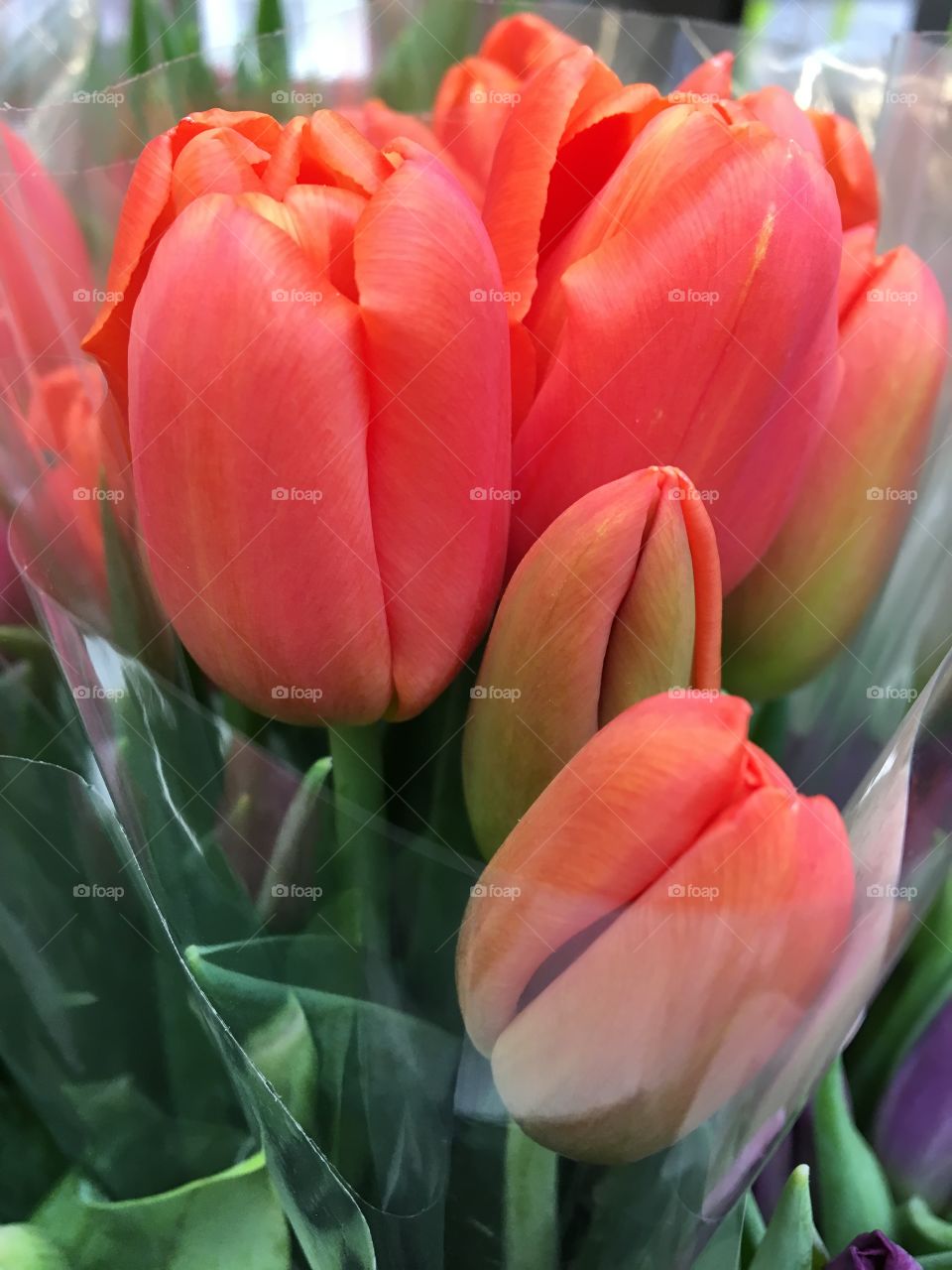 Orange tulips 