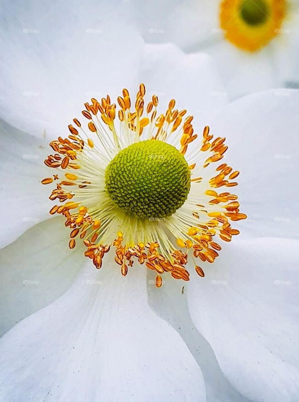 Macro White Flower, Flower seeds 