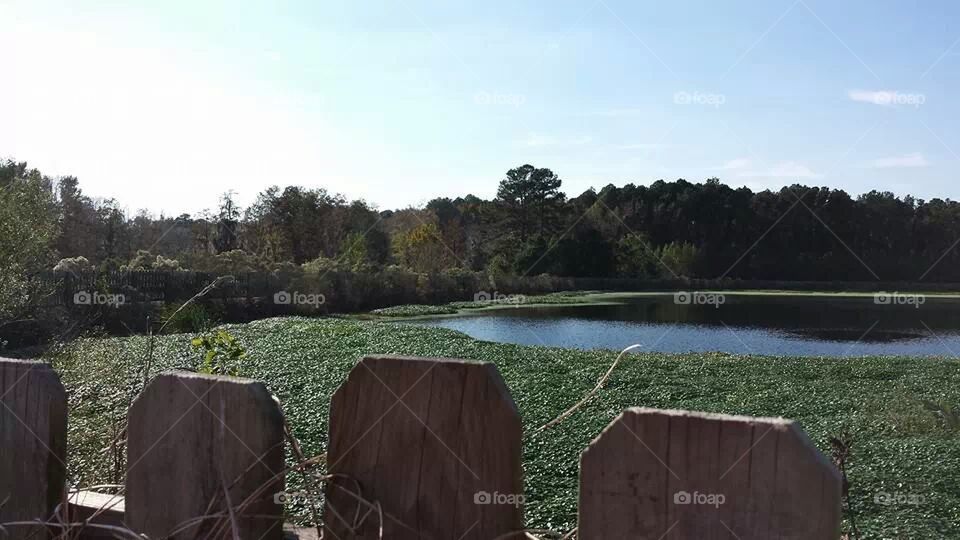 Duck Weed Pond