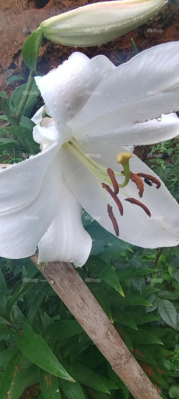 white lily
