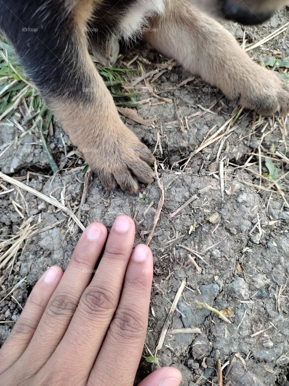 comparison of manicured nails