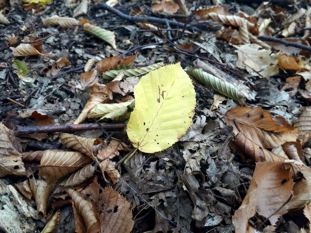 every leaf of wood has its place on the ground