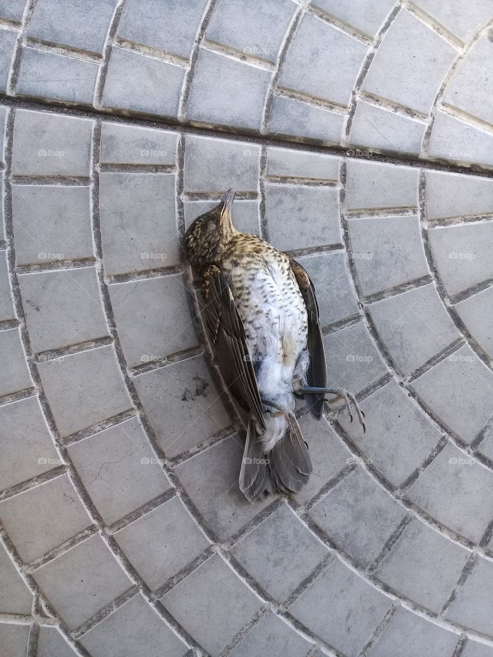 Bird 😔