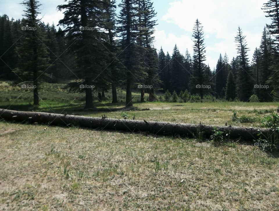 Long Log Laying Across The Field