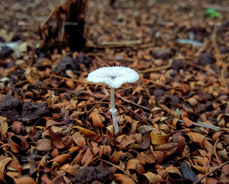 Leucoagaricus sp.