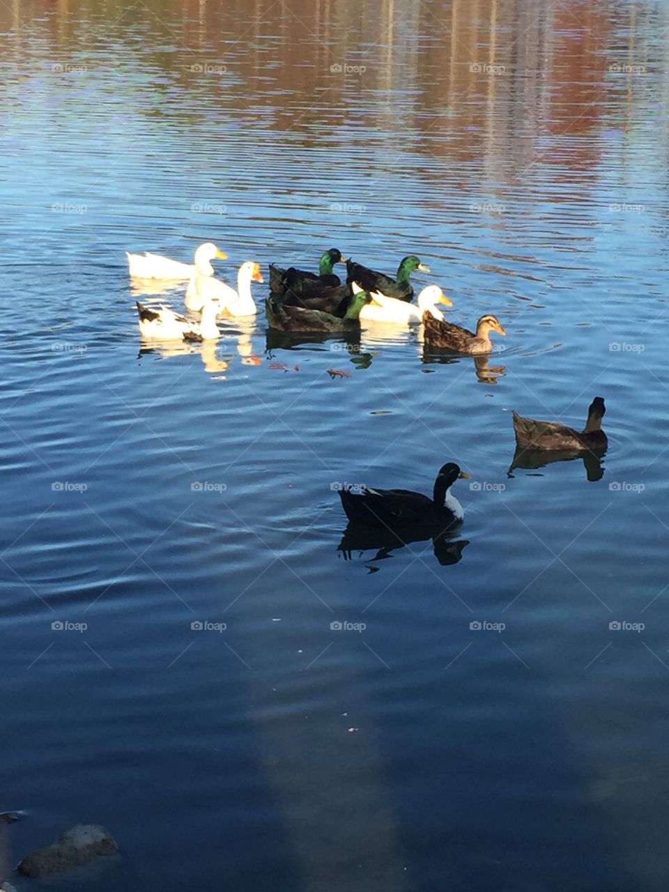 Water, Lake, Duck, Reflection, No Person